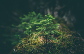 A small tree grows, surrounded by moss