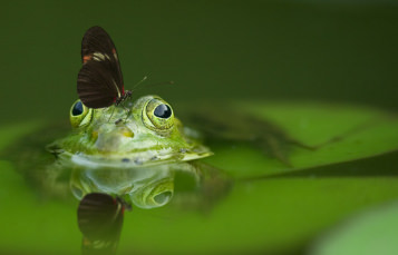 A butterfly perches atop the head of a partially-submerged frog