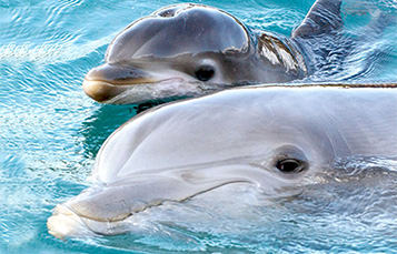 Bottlenose Dolphin with calf