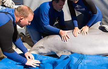 Bottlenose Dolphin during rescue