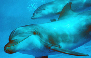 pair of bottlenose dolphins