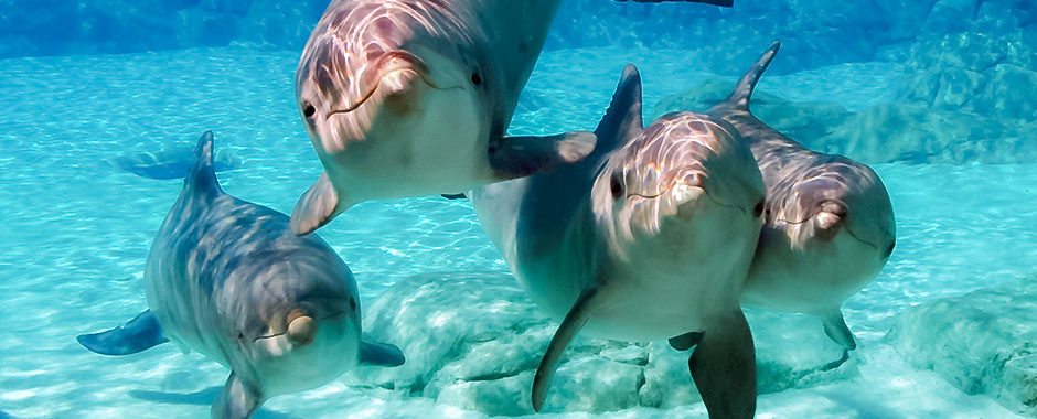 All About Bottlenose Dolphins - Adaptations | SeaWorld Parks & Entertainment