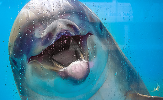 All About Bottlenose Dolphins - Communication & Echolocation | SeaWorld  Parks & Entertainment
