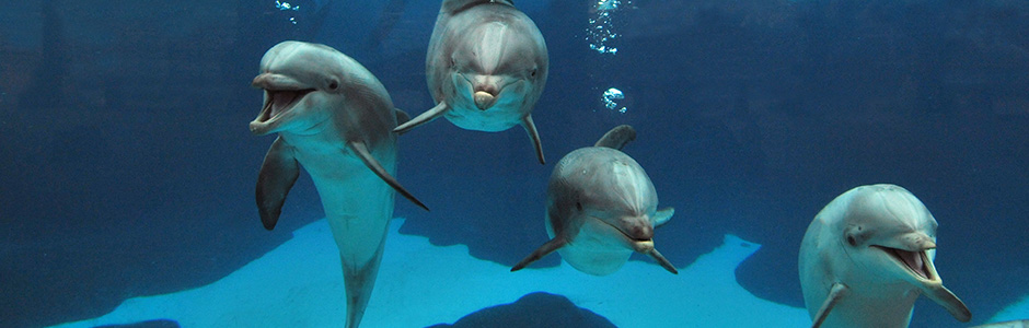 All About Bottlenose Dolphins - Communication & Echolocation | SeaWorld  Parks & Entertainment