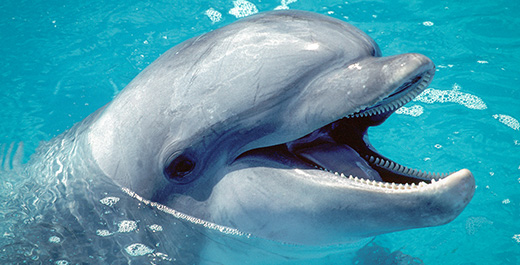All About Bottlenose Dolphins - Scientific Classification | SeaWorld Parks  & Entertainment