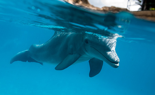 All About Bottlenose Dolphins - Senses | SeaWorld Parks & Entertainment