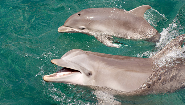 All About Bottlenose Dolphins - Senses | SeaWorld Parks & Entertainment