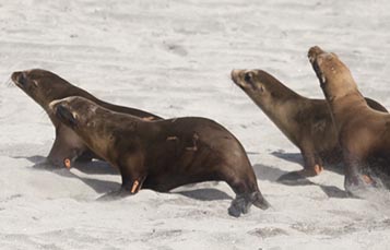 Sea lions running on a beach