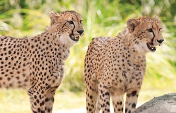 Two cheetahs in the shade