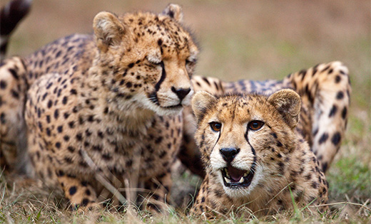 All About the Cheetah - Behavior | SeaWorld Parks & Entertainment
