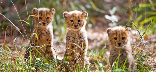 All About the Cheetah - Birth & Care of Young| SeaWorld Parks &  Entertainment