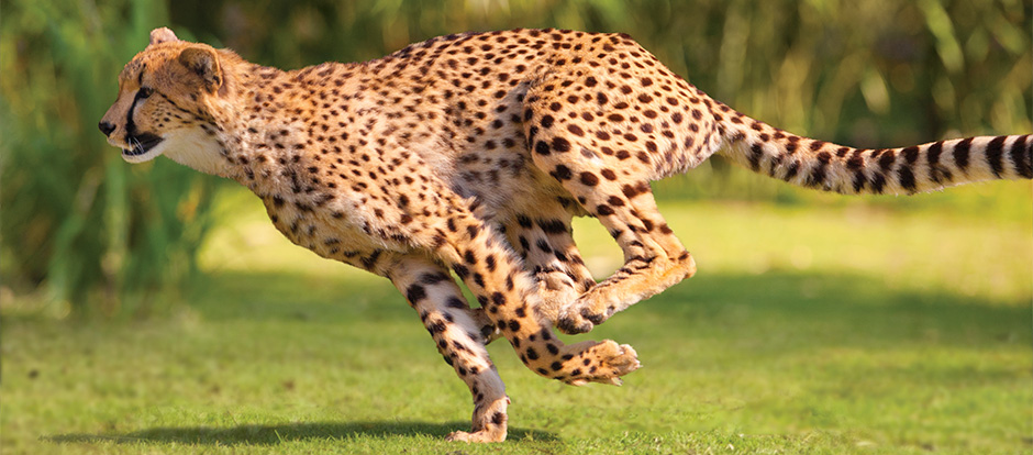 All About Cheetah - Diet & Eating Habits | SeaWorld Parks & Entertainment