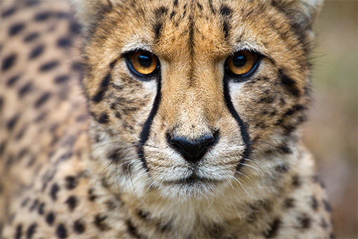 All About the Cheetah - Physical Characteristics | SeaWorld Parks &  Entertainment
