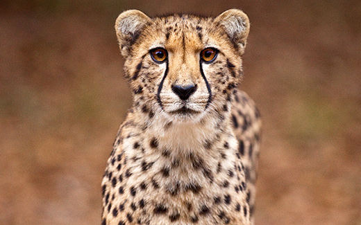 All About the Cheetah - Physical Characteristics | SeaWorld Parks &  Entertainment