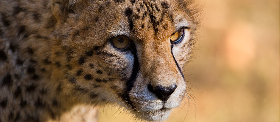 All About the Cheetah - Scientific Classification | SeaWorld Parks &  Entertainment