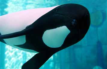Commerson's Dolphins