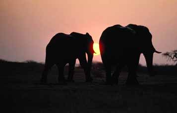 Elephants walking in the sun