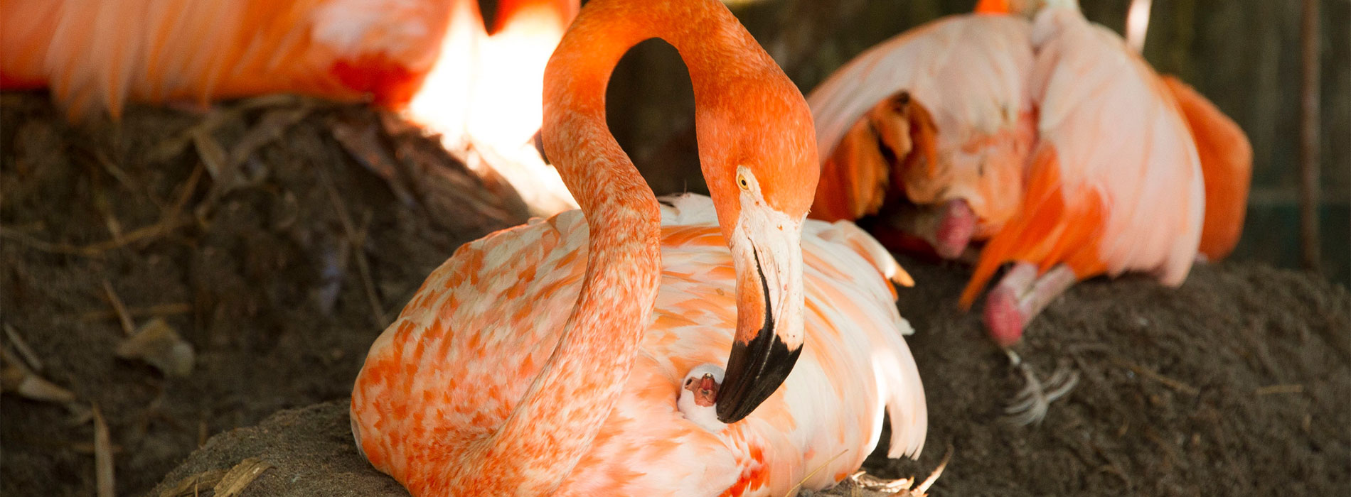 Flamingo nesting