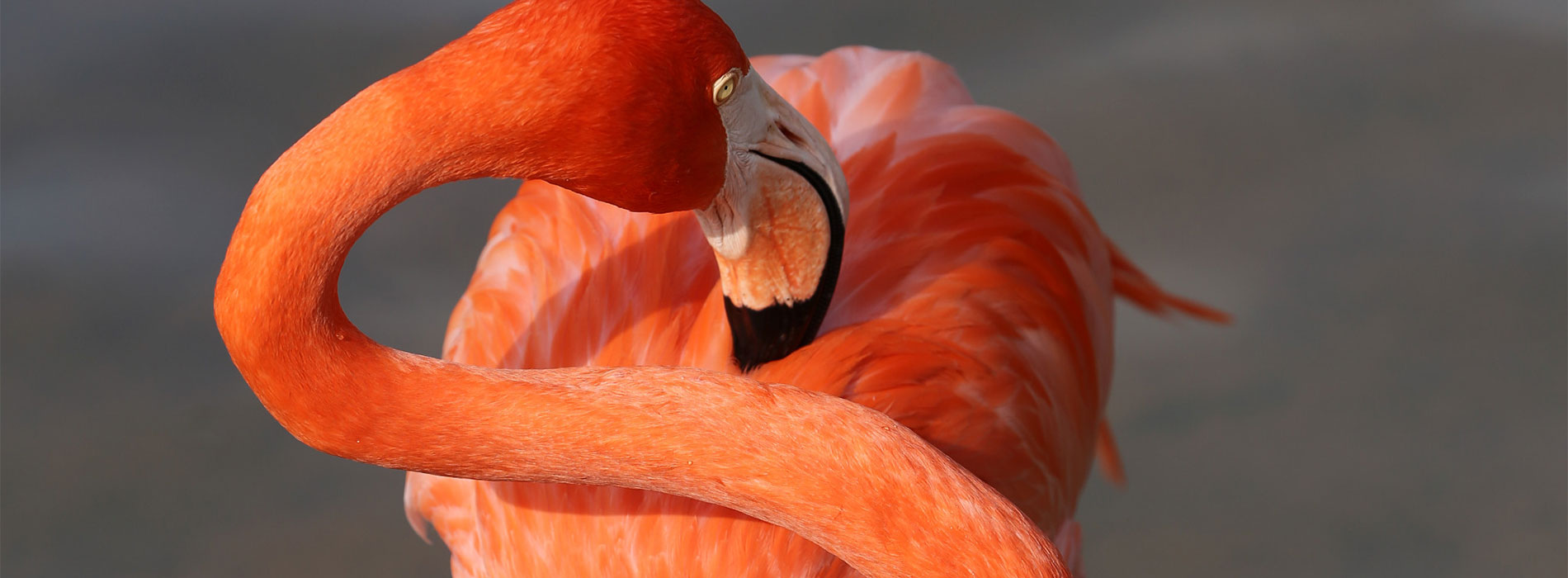 Flamingo preening