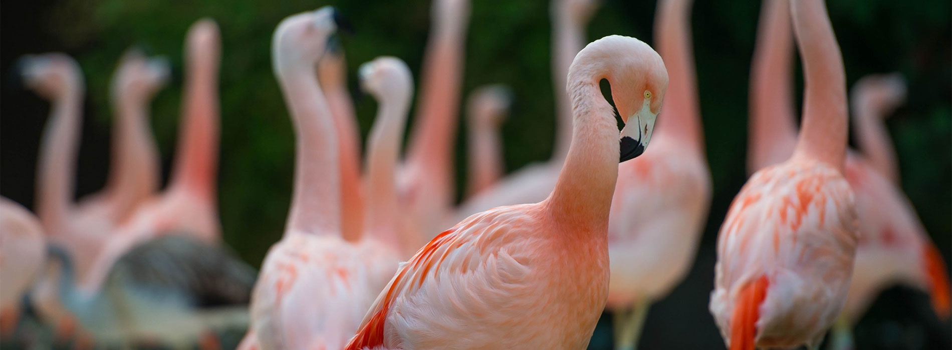 Flamingo preening
