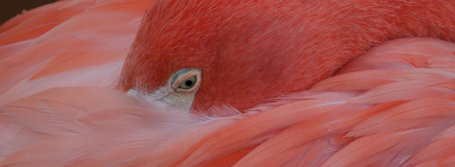 Flamingo snuggle