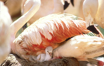 Flamingo chick