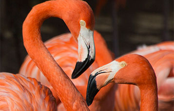 Flamingo faceoff