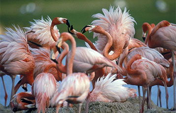 Flamingo fluffed