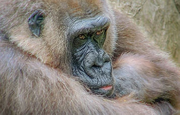 close up photo of a gorilla's face
