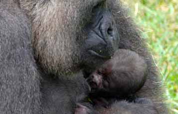 A mother gorilla nurses a baby