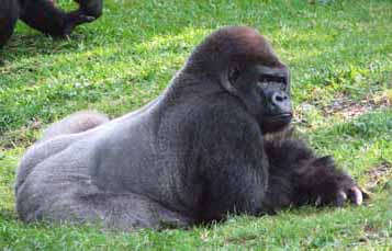 A gorilla lying on its front in grass with head elevated
