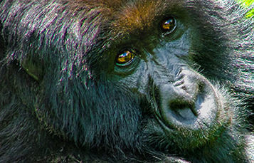 Close up photo of a gorilla's face, seen from a canted angle