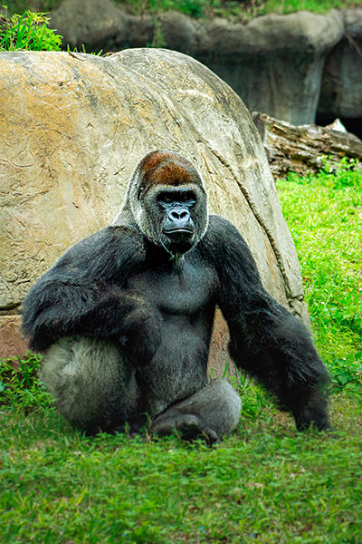 All About the Gorilla - Communication | SeaWorld Parks & Entertainment