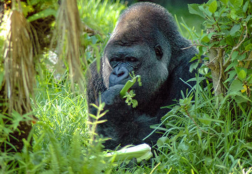 gorillas eat