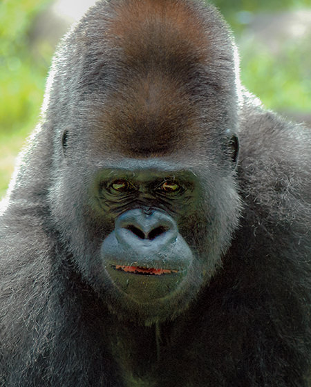 All About the Gorilla - Physical Characteristics | SeaWorld Parks &  Entertainment