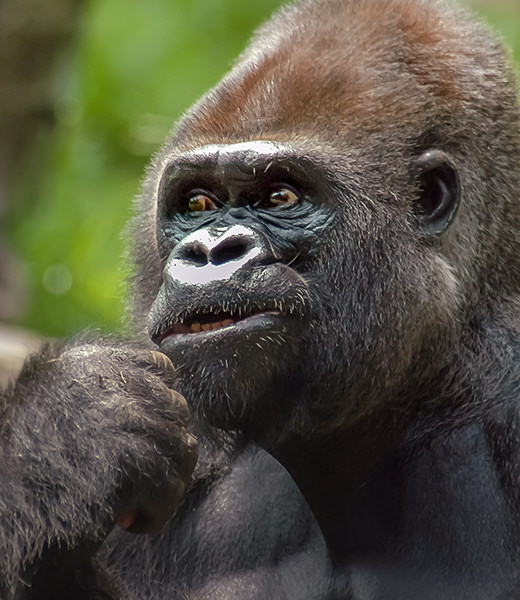 All About the Gorilla - Senses | SeaWorld Parks & Entertainment