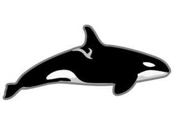 female northern hemisphere killer whale