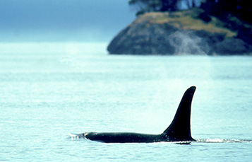 killer whale dorsal fin showing above water