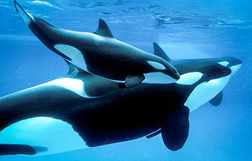 killer whale and calf