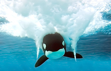 front view of killer whale swimming