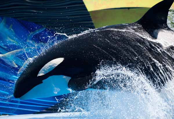All About Killer Whales - Adaptations | SeaWorld Parks & Entertainment