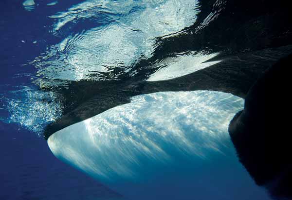 Killer whale under water