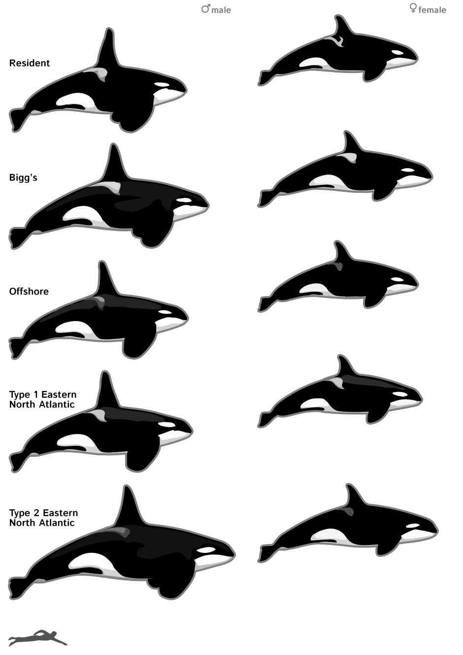 Northern Hemisphere Killer Whales