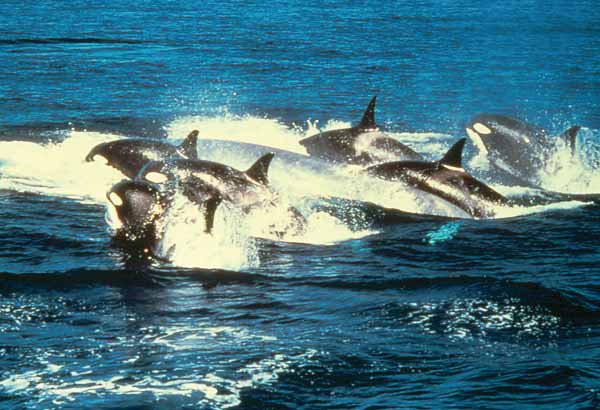 Killer whales attacking a blue whale