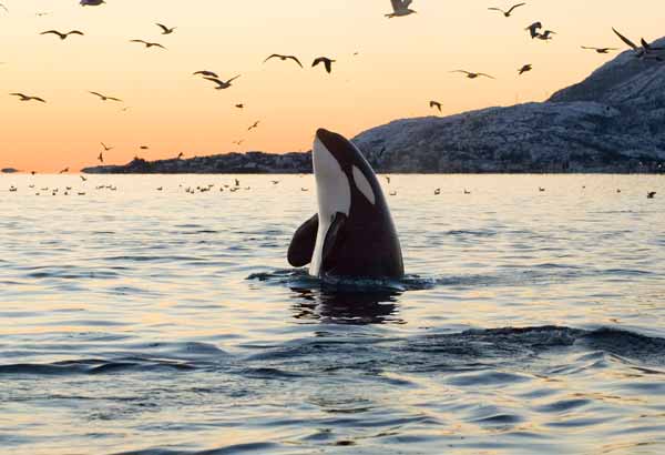 A killer whale spyhops at sunset in Alaska