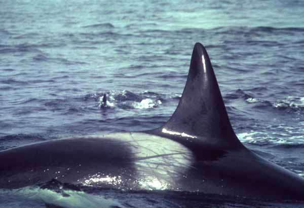 Wild killer whale with rake marks