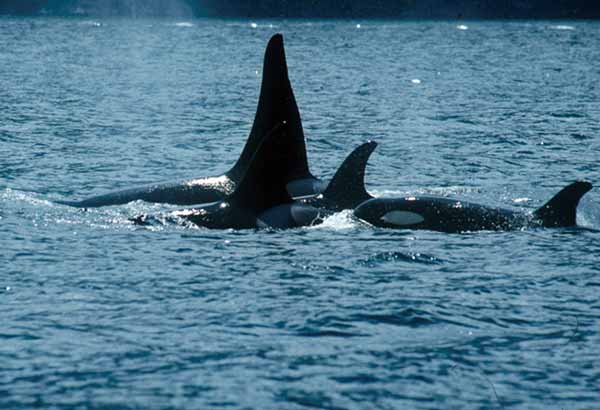 Pod of three killer whales
