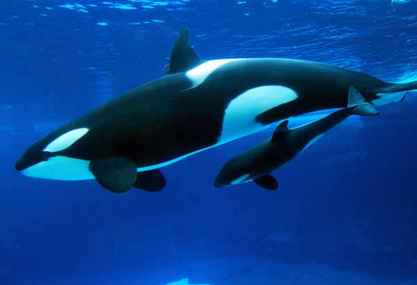 Killer whale calf in mother's slip stream