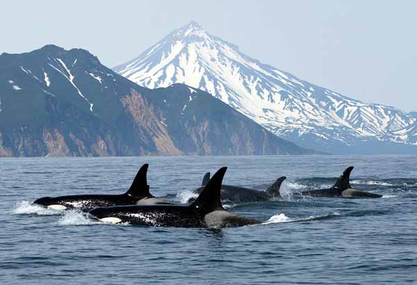 Pod of killer whales in a cold environment
