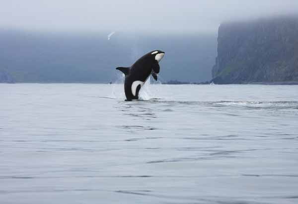 Wild killer whale doing a breach